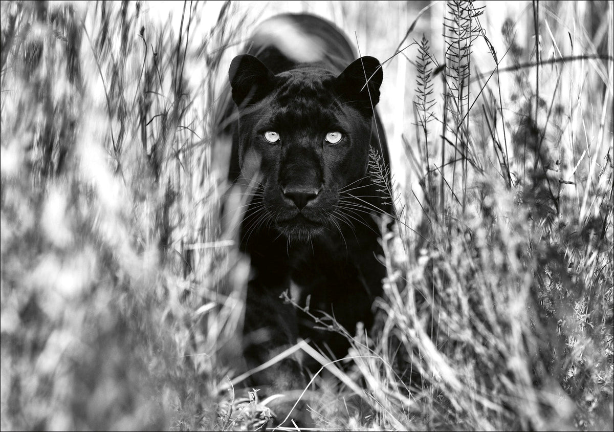 Beusker: Look into My Eyes