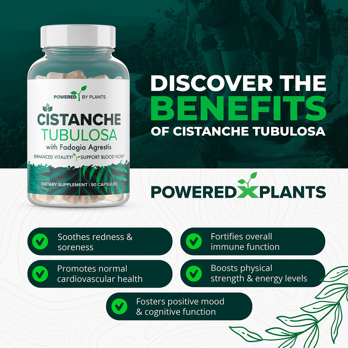Cistanche Tubulosa with Fadogia Agrestis β Powered X Plants, 90 Servings