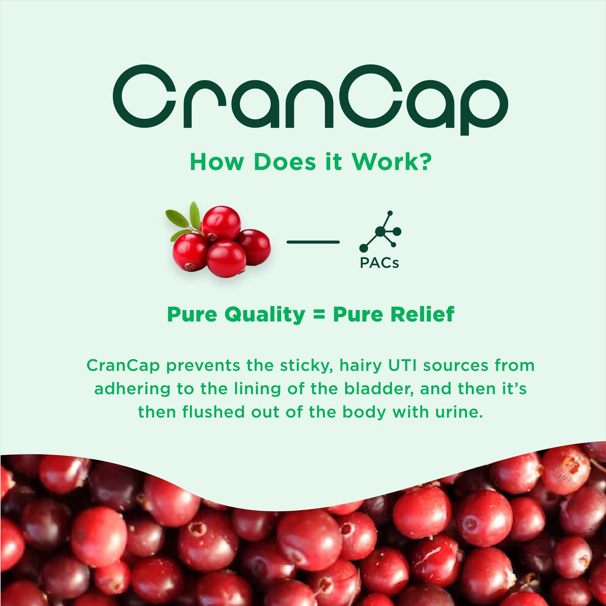 حبوب CranCap بالبروبيوتيك من التوت البري – 90 حبة، 36 ملجم من Proanthocyanidins، لدعم صحة المسالك البولية، نباتي وغير معدّل وراثيًا