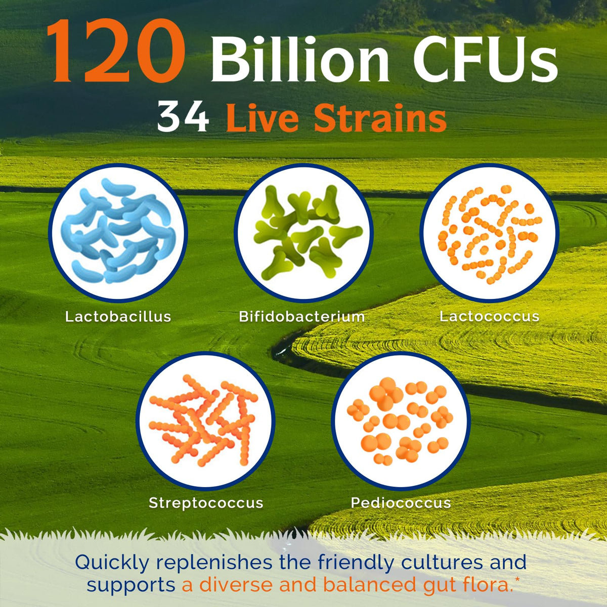 Innate Vitality Probiotics 120B CFUs - 34 سلالة، إطلاق متأخر، ثابت على الرف