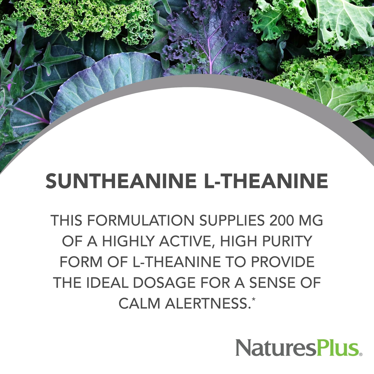 NaturesPlus PRO Suntheanine L-Theanine - 60 كبسولة | يقظة هادئة واسترخاء وراحة | غير معدّل وراثيًا، نباتي وخالٍ من الغلوتين