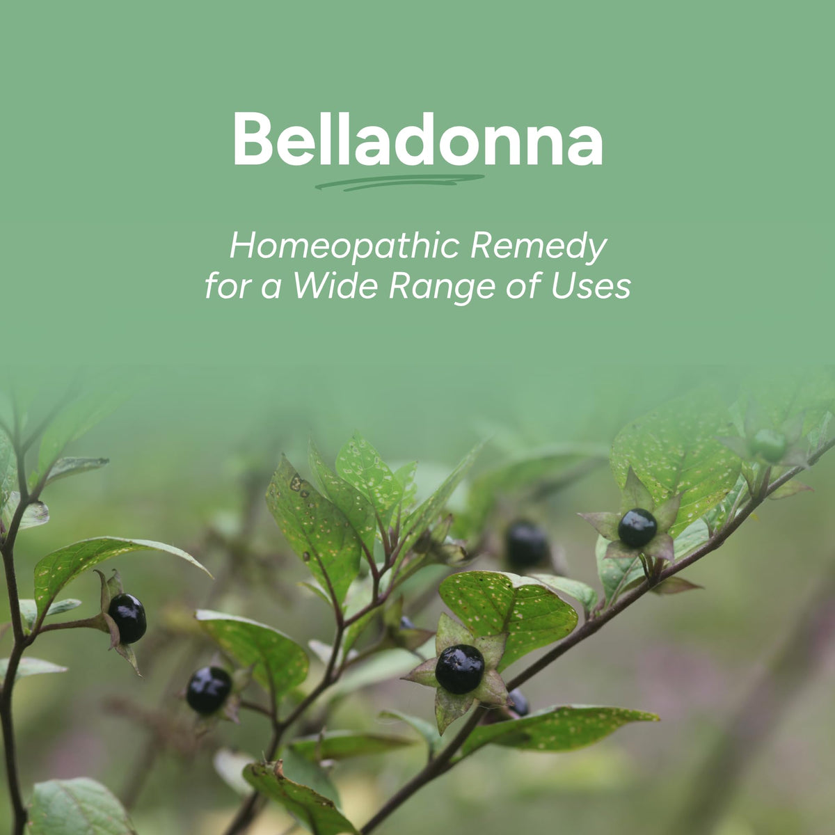 OLLOIS Belladonna 30C Organic Homeopathic Medicine β Lactose-Free, Kosher, 80 Pellets (Pack of 3)