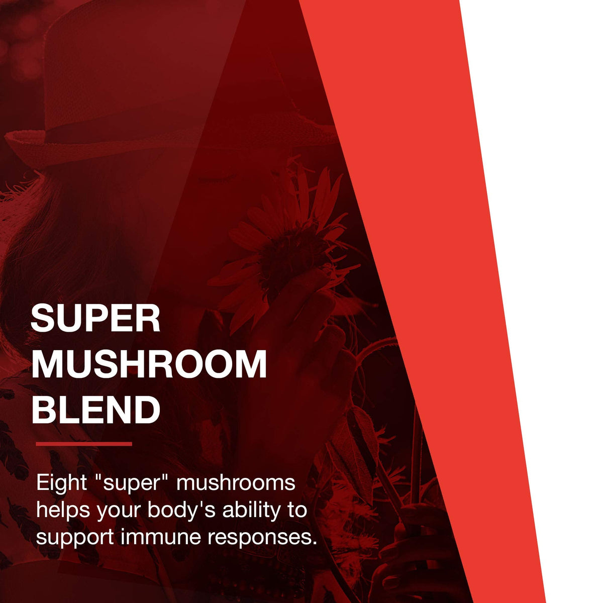 Protocol Mycel Immune Plus β Mushroom Blend with Astragalus