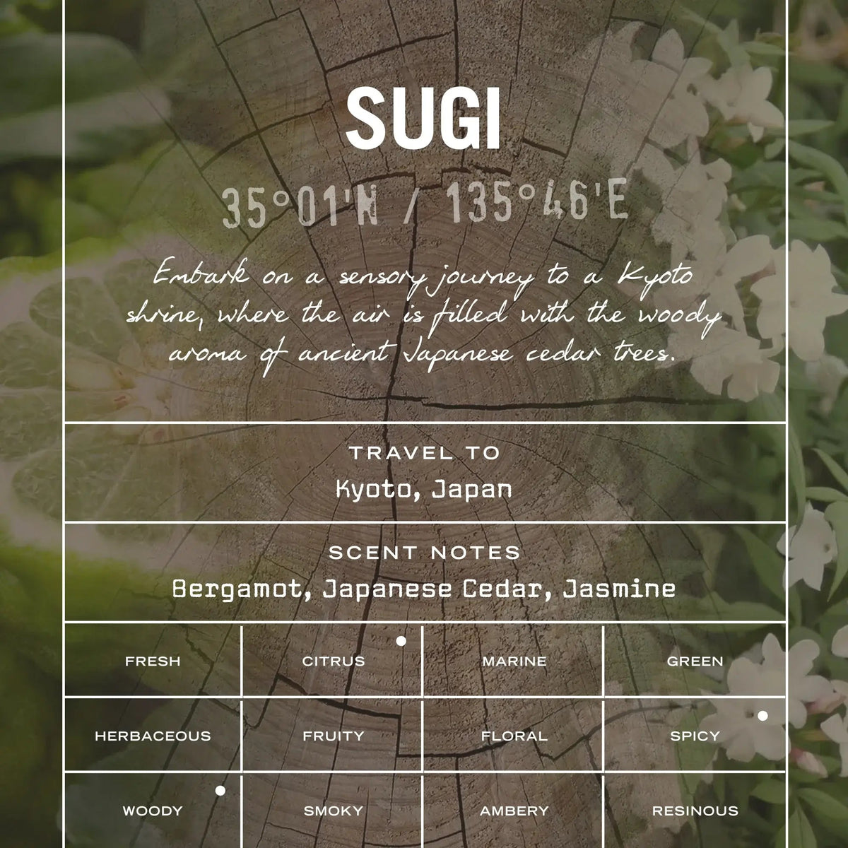 Sugi Scented Candle - HealVia LimitedHealVia LimitedSugi Scented Candle