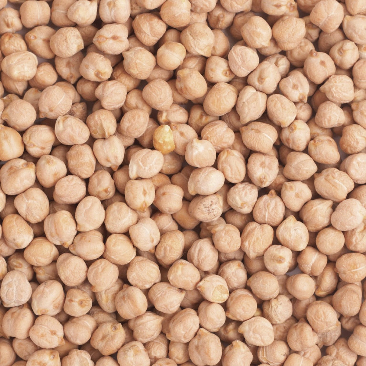 Ceci Biologici