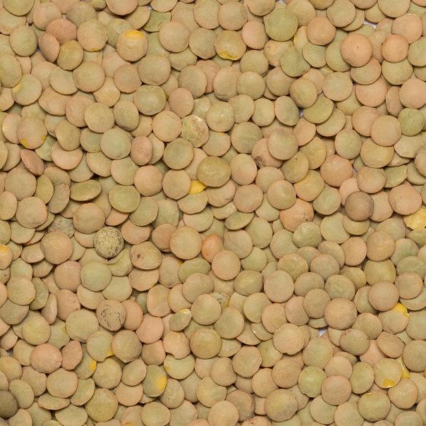 Lenticchie Verdi Biologiche