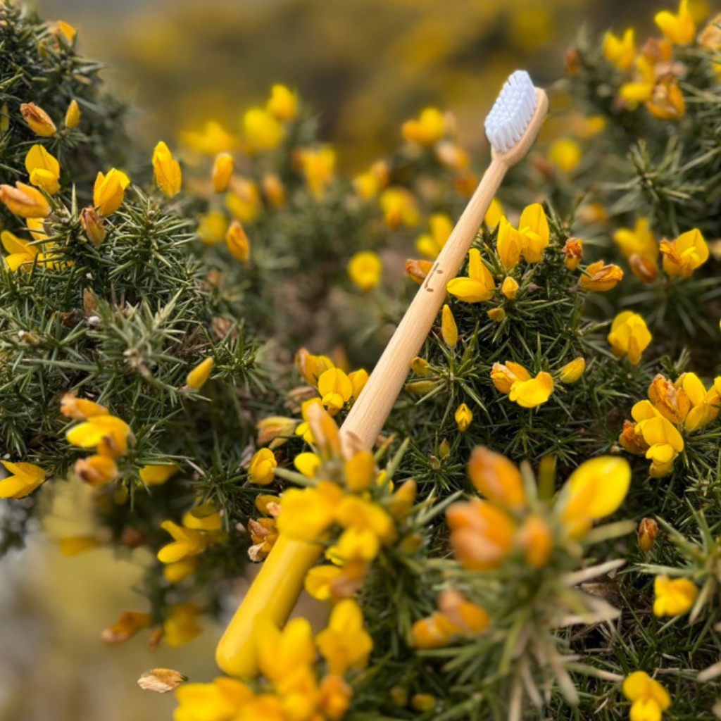 A year's supply of Truthbrush - Soft Castor Oil Bristles