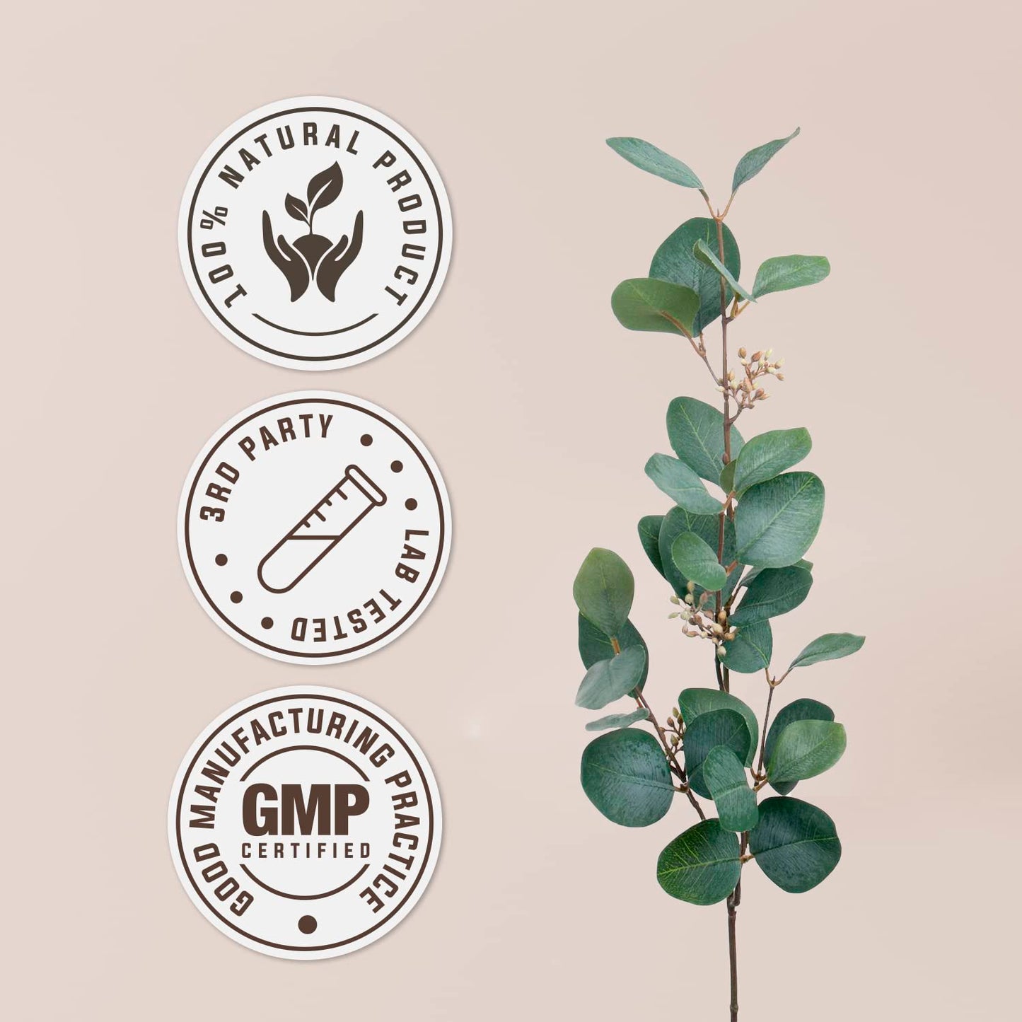 Bacopa USDA Organic – Alcohol-Free Tincture for Cognitive Support