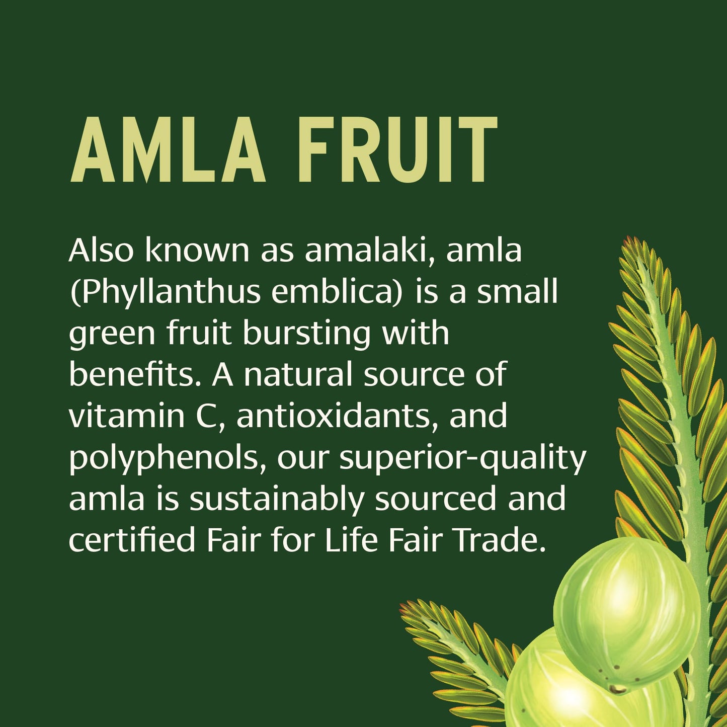 Banyan Botanicals Amla Tablets – Organic Amalaki (Emblica) | Vitamin C & Antioxidants