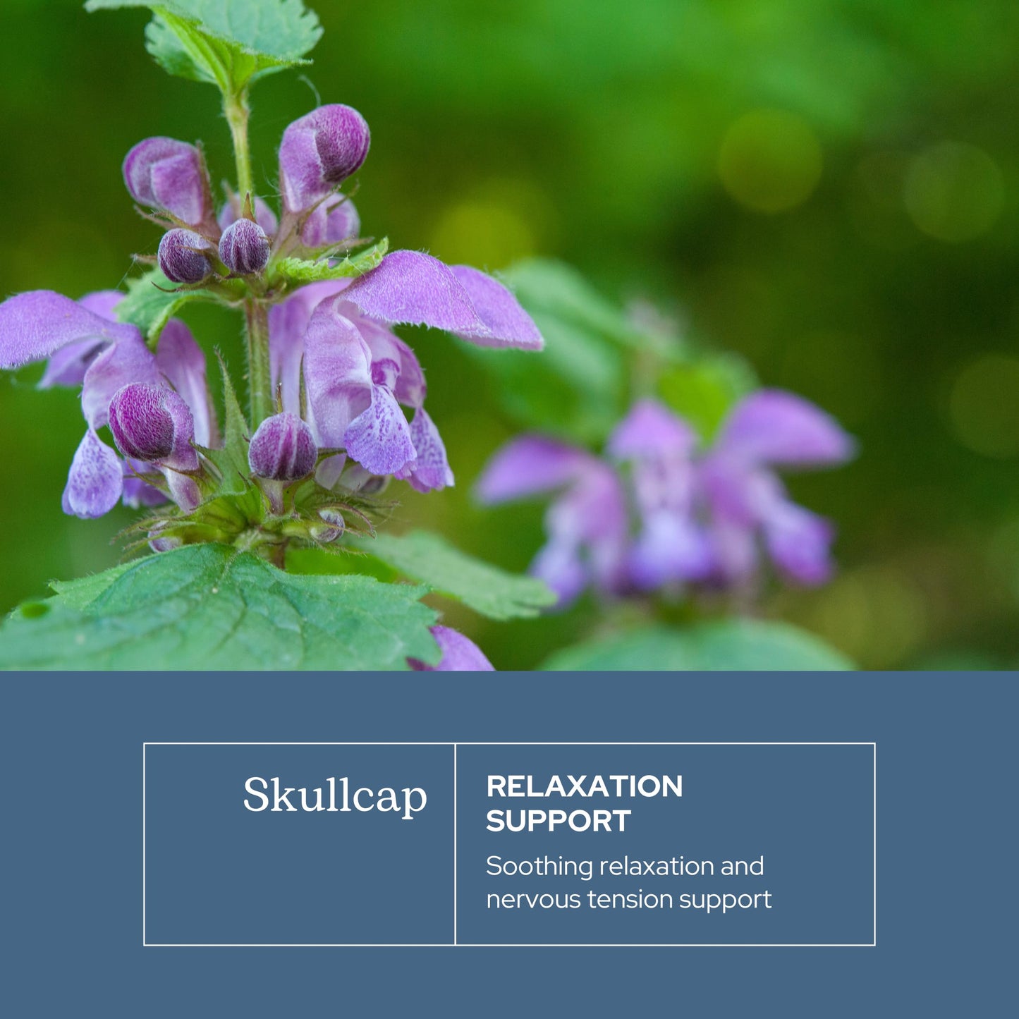 Eclectic Herb Skullcap Capsules - Natural Sleep, Relaxation & Calm (90 CT, 350 mg)