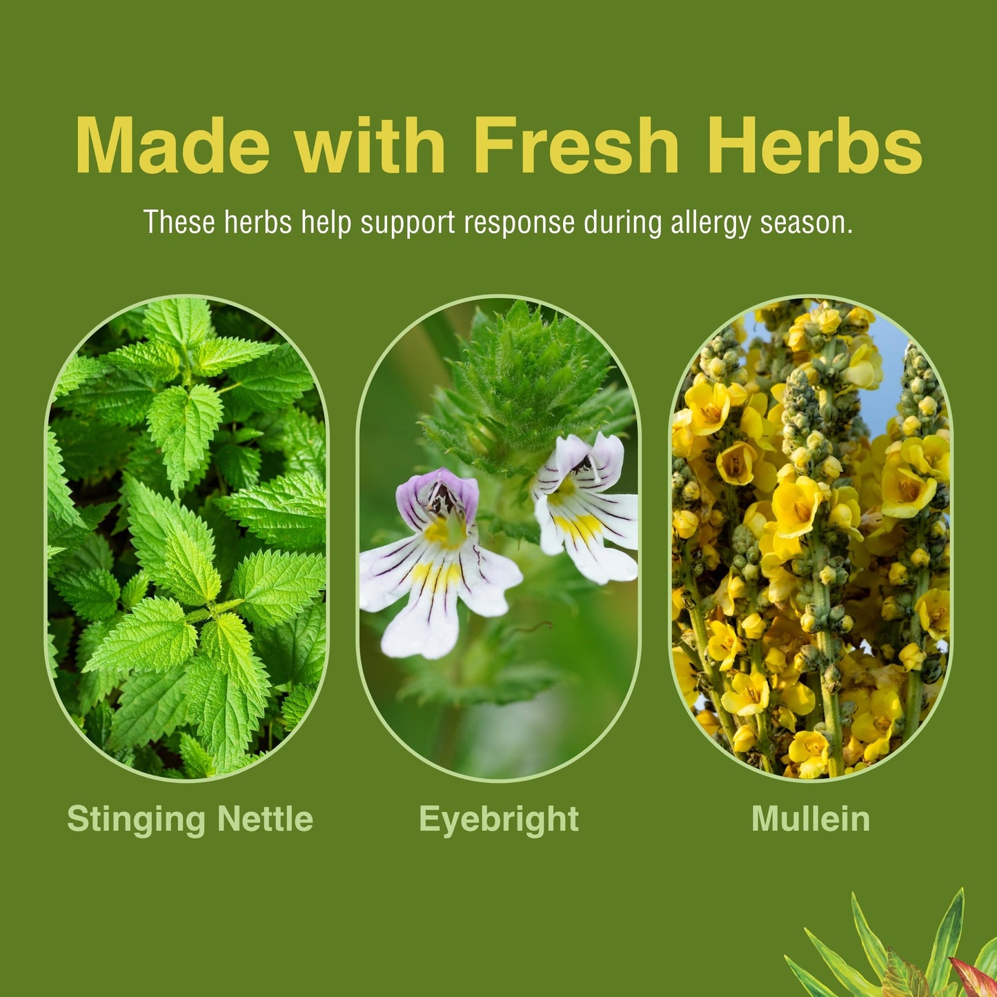 Herbs, Etc. Allergy ReLeaf System – Seasonal Allergy Support (30 Servings)
