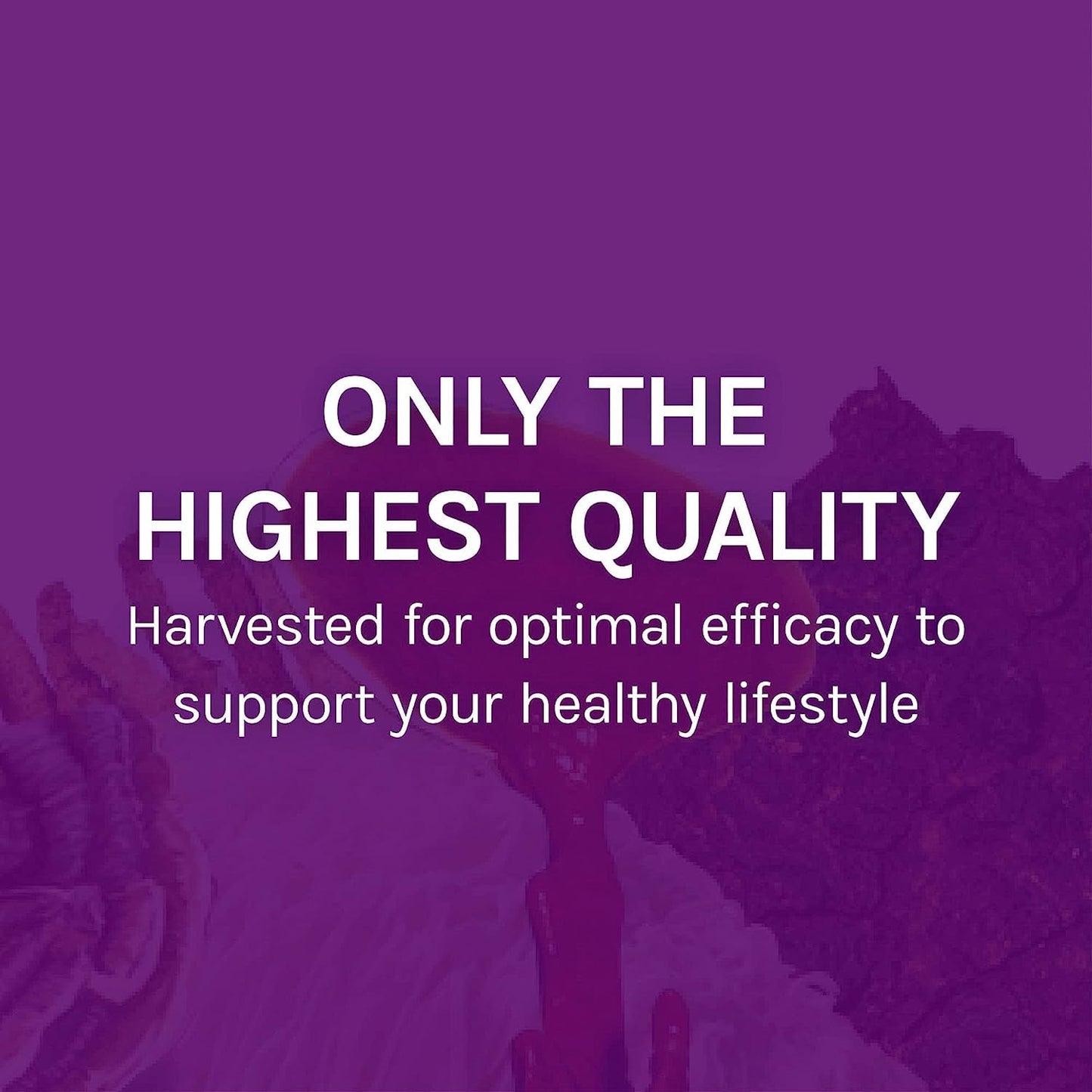 Host Defense MyCommunity Capsules - 17-Species Mushroom Blend for Immune Support | 30 Capsules