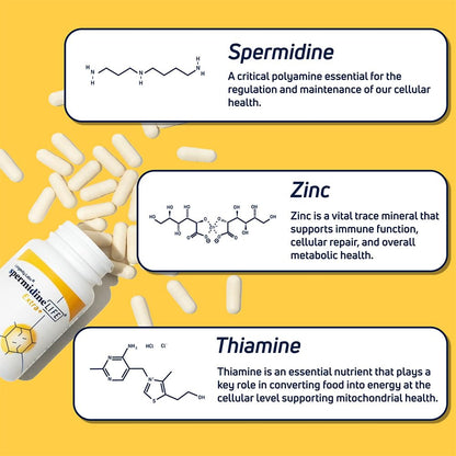 Longevity Labs+ spermidineLIFE Extra+ Natural Supplement – Vegan, Zinc, 60 Capsules