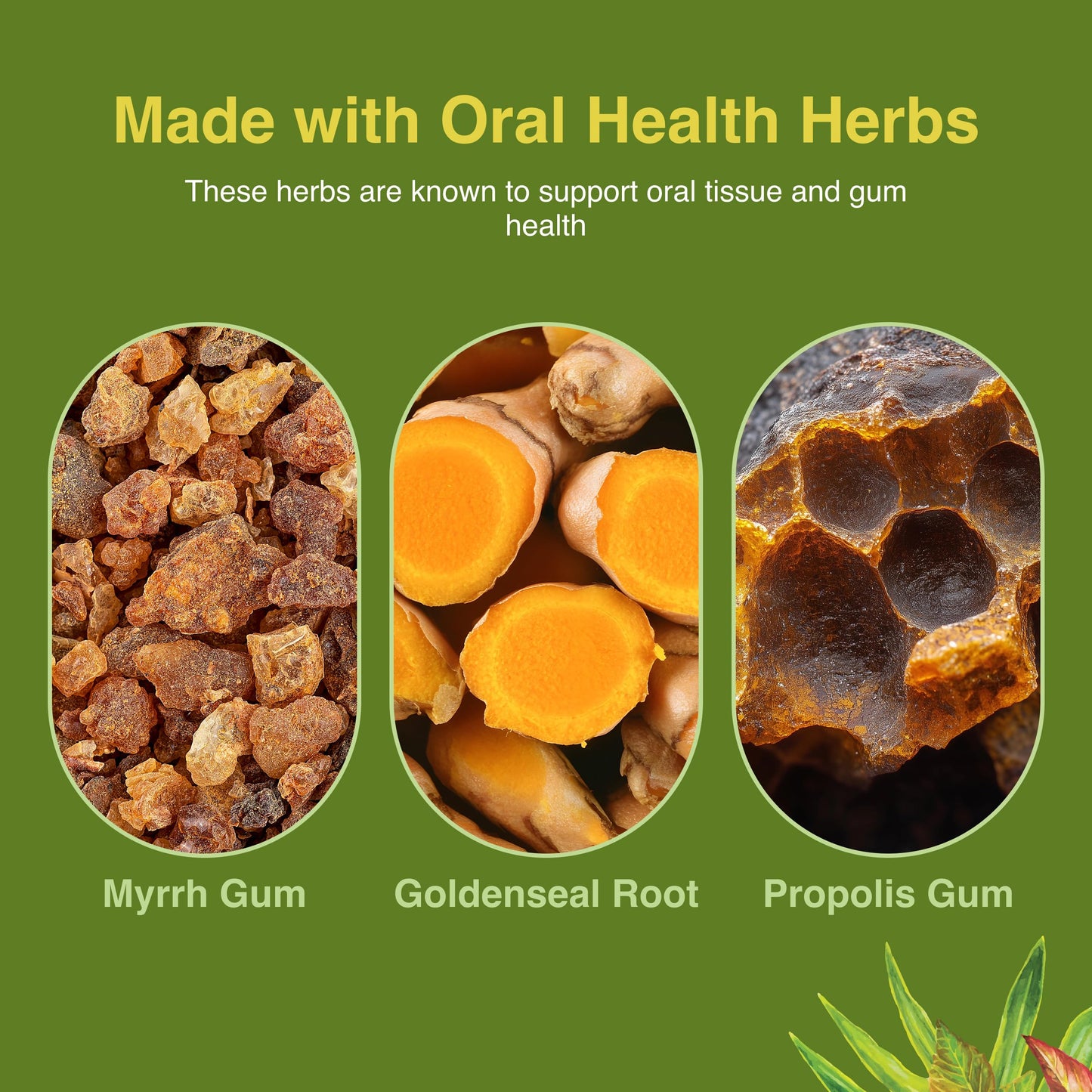 Mouth Tonic™ 1 oz | Herbal Gum Health & Oral Care