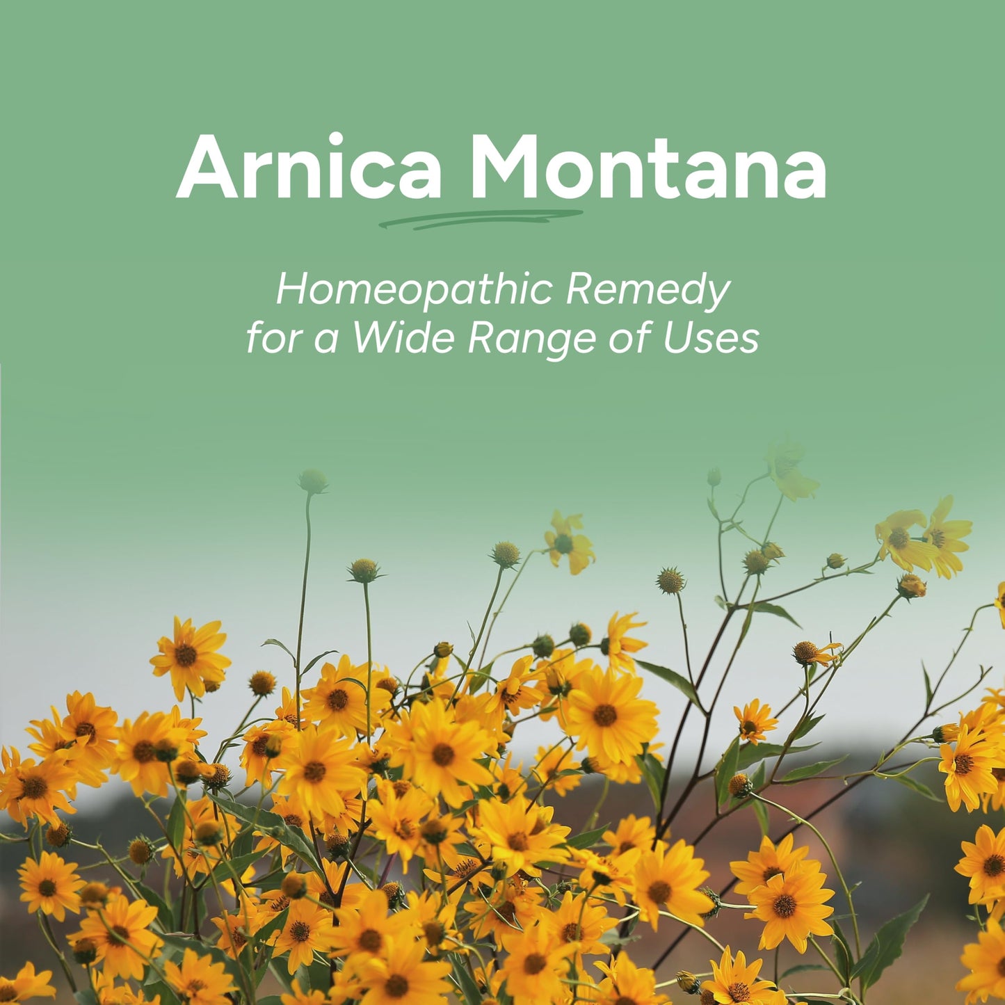 OLLOIS Arnica Montana 12C Organic – Vegan, Lactose-Free Homeopathic Medicine for Surgery | 80 Pellets