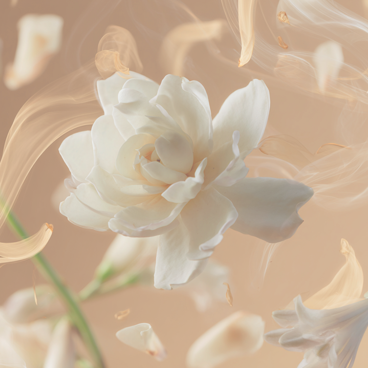 Tallulahs Camellia Fragrance 10ml