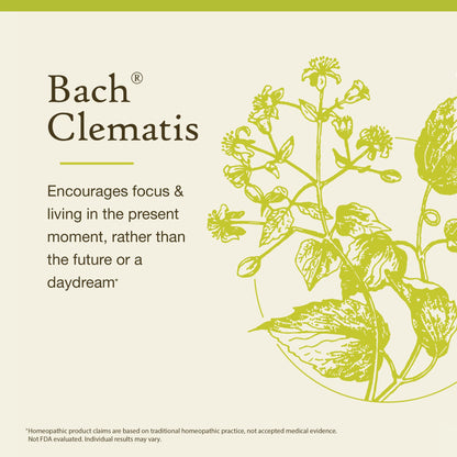Bach Clematis – Have Focus | Homeopathic Flower Remedy (20 mL) – Vegan, Gluten Free