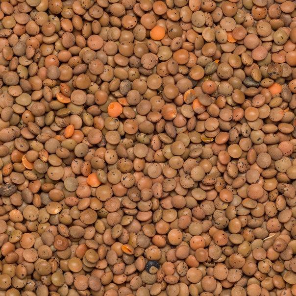 Brown Lentils