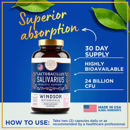 WINDSOR BOTANICALS Lactobacillus Salivarius Probiotic Capsules – 24bn CFU, 2-Pack, 120 Caps | Oral Health & Immune Support