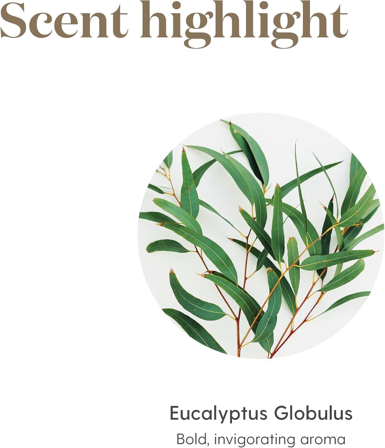 Young Living Eucalyptus Globulus Essential Oil 15ml – Natural, Organic, Soothing & Cooling